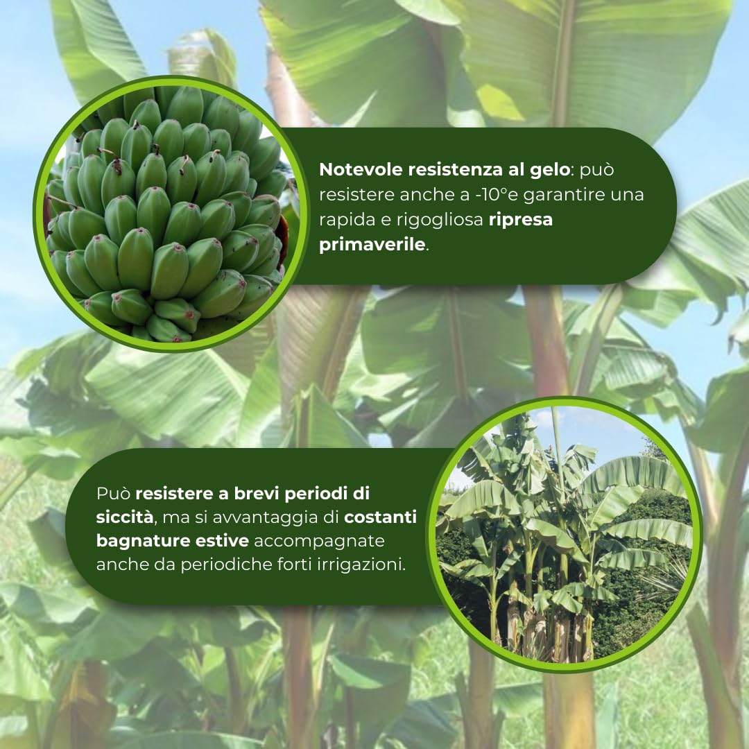 MUSA Basjoo Sakhalin (M. japonica) Banano giapponese, Pianta reale, Albero da banane, Pianta da frutto, Banano vero, Banano rustico, Fiori bianchi, Banane non commestibili