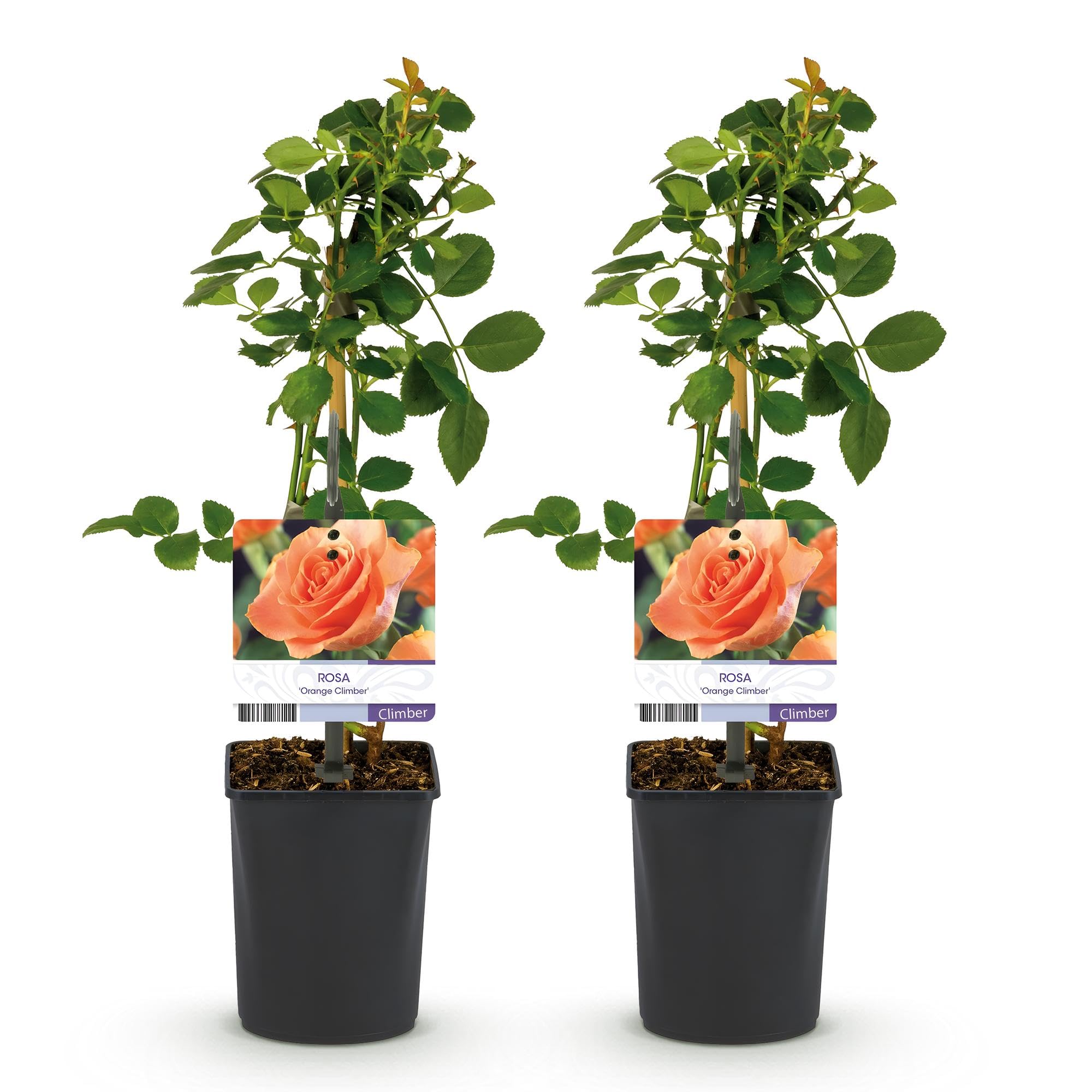 Rosal Trepador para Jardín, Flores Naranjas, 2 Plantas, Maceta 11 cm