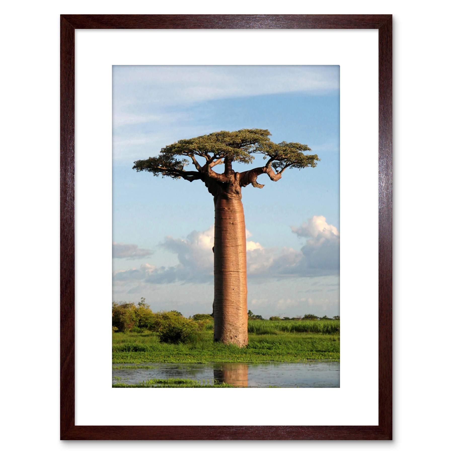 Wee Blue Coo PHOTO ADANSONIA BAOBAB TREE FRAMED ART PRINT POSTER F97X11764