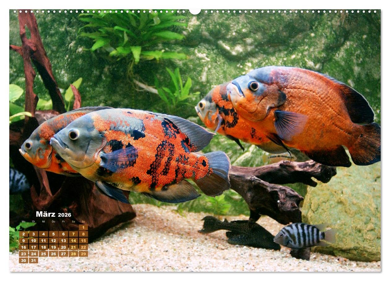 Glanz im Aquarium: Süßwasserfische (hochwertiger Premium Wandkalender 2026 DIN A2 quer), Kunstdruck in Hochglanz: Schönheiten im Aquarium - ... und Zebrabärbling (CALVENDO Tiere)