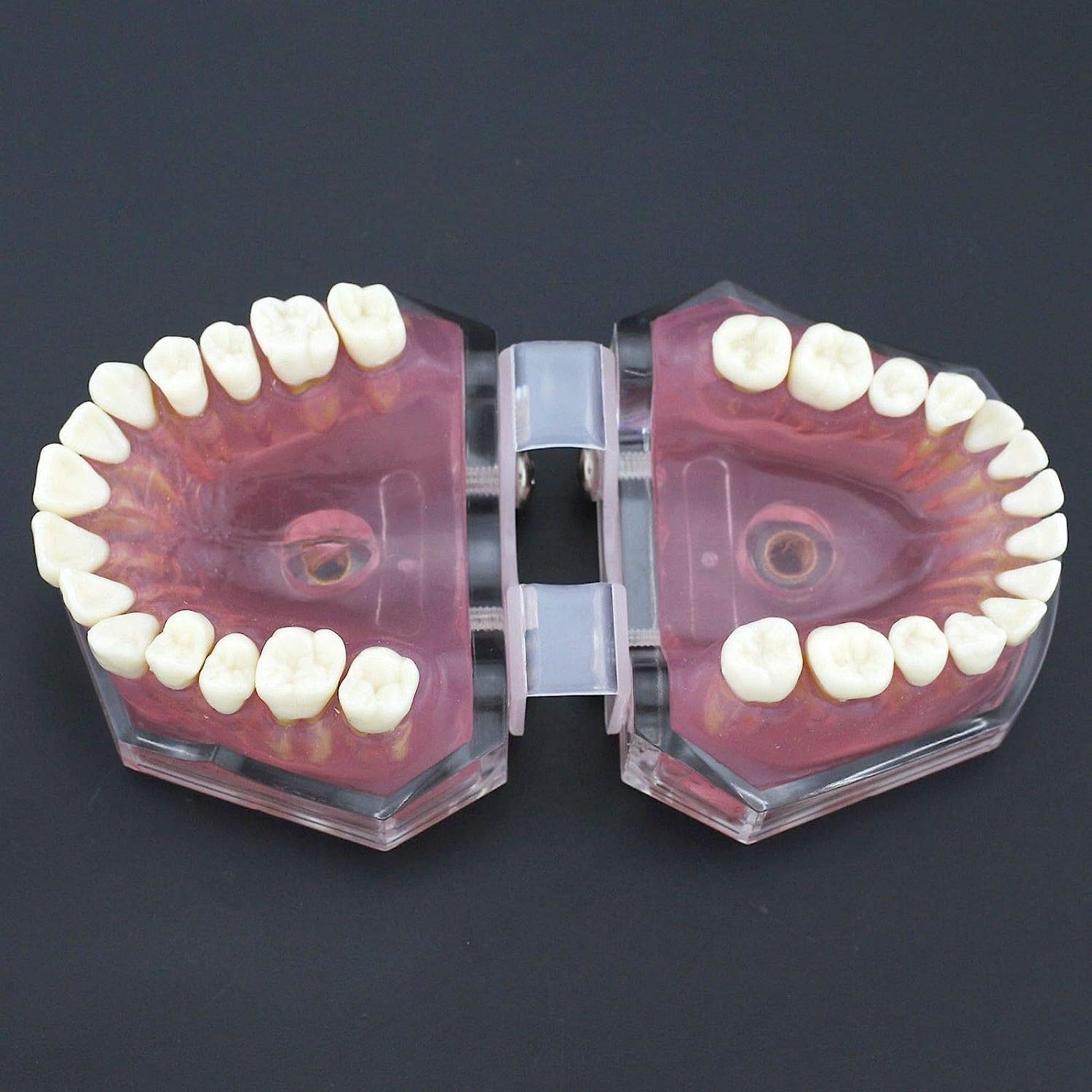 Modello di denti con gengive morbide, modello di insegnamento dentale completamente rimovibile per allenamento e educazione del paziente, strumento dimostrativo per l'estrazione dei denti e l'igiene