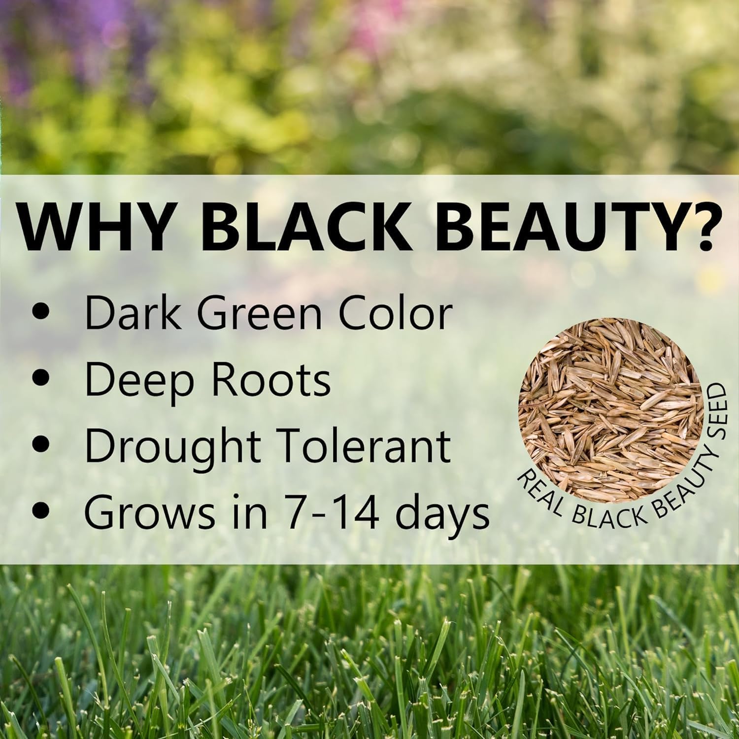 Jonathan Green Black Beauty Shady Nooks Mixed Shade Grass Seed 3 lb. - Case of: 1;