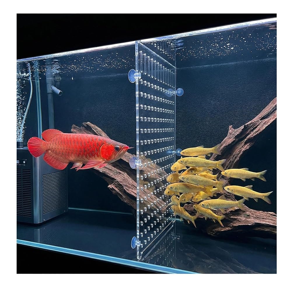 Rygcrud Séparateur pour Aquarium, Cloison en Acrylique Transparent avec Ventouses, Panneau De Séparation pour Diviser l'espace, Barrière Contre-agressivité(54x60cm)