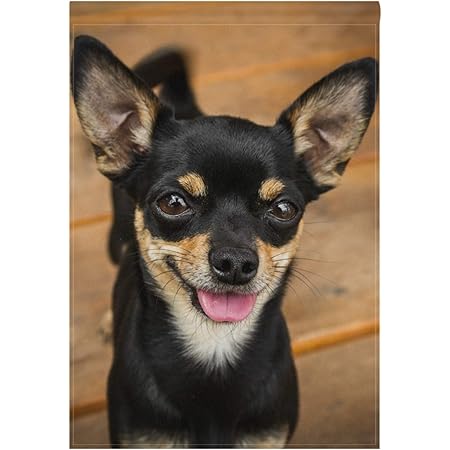Amazon Com Hokkien Blueviper Cute Smiling Black Chihuahua Dog Garden Flag Double Sided 12 X 18 Inch Yard Flags Decorative Small Garden Flags Outdoor Lawn And Garden Decor Garden Outdoor