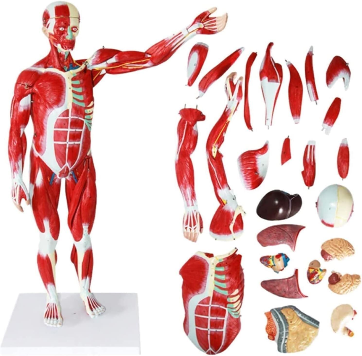 Model Ludzkiej Anatomii Mięśniowej Wyjmowanej Anatomii Ludzkiej (z Narządami Wewnętrznymi) Dla Materiałów Edukacyjnych Medycznych