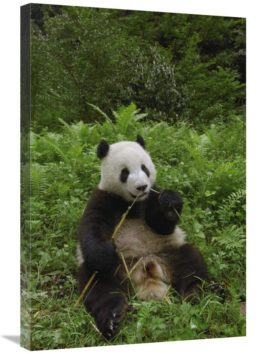 Amazon.com: Global Gallery Giant Panda Sitting in Vegetation