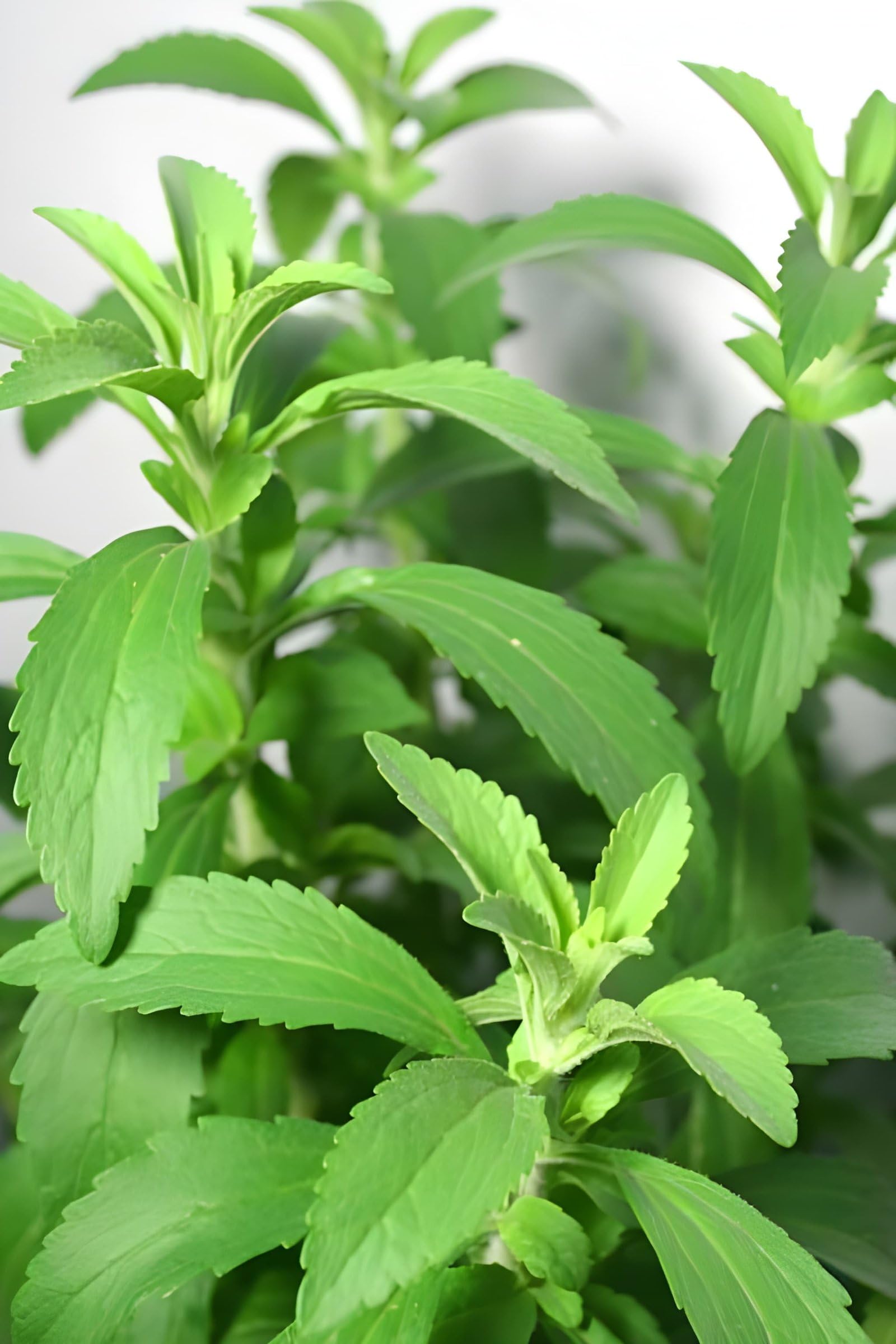 Stevia Live Plant | Natural Sweet Herb Plant for Home Garden | Medicinal & Organic Sugar Substitute Plant | Easy to Grow Live Plant Pack Of 1-image-5