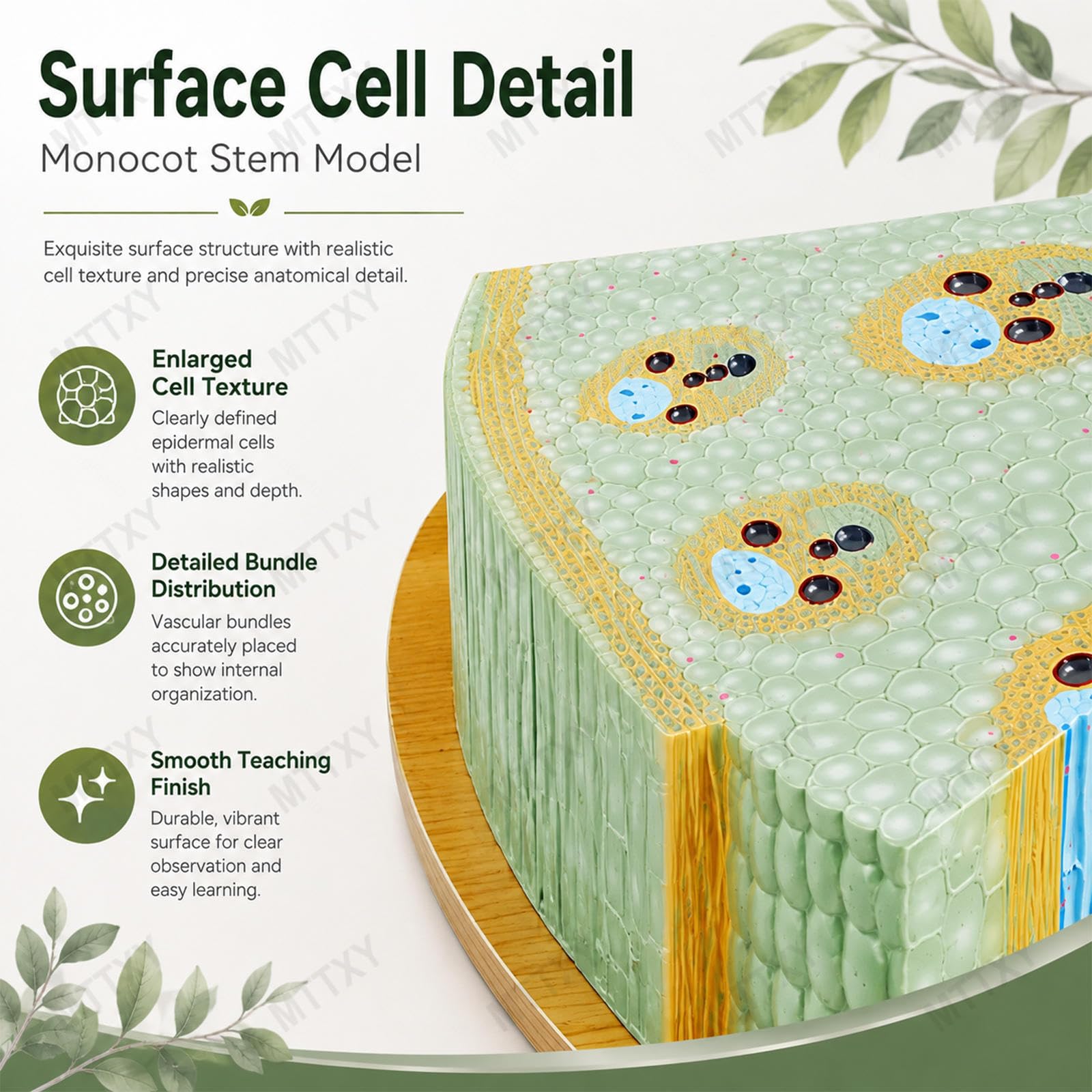 Modello Fusto Monocotiledone, Anatomia Mais 3D Sezione Biologia | Modello Botanico Con Struttura Cellulare, Fasci Vascolari e Tessuti per Lezioni di Biologia
