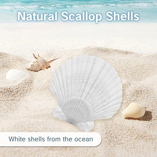 Miniatura 3 de NIIIYTYB Conchas de vieira grandes de 4 a 5 pulgadas, conchas naturales para manualidades, proyectos de bricolaje, decoración de boda en la playa,