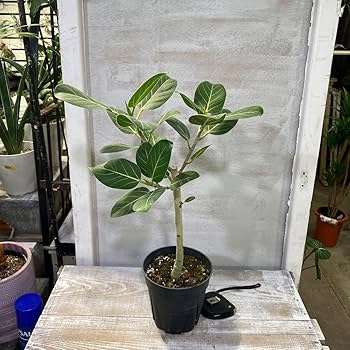 Amazon.co.jp: フィカス ベンガレンシス オードリー① 5号 鉢底