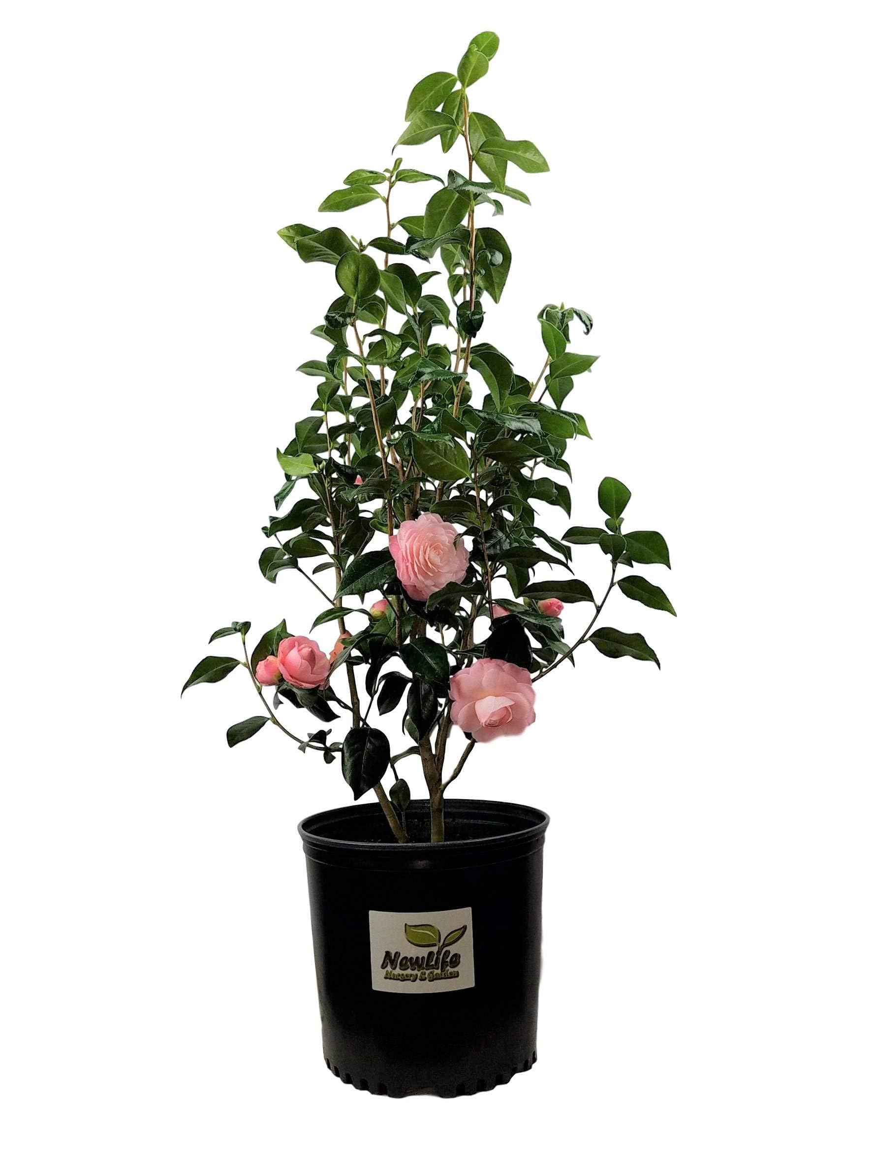 Live Camellia Pink Perfection | Rare Hybrid Flower Plant | 1.5-2.5 Feet | Perfect for Garden, Indoor, Outdoor, and Shrubs (B0DCW63YZY) Amazon Price History, Amazon Price Tracker