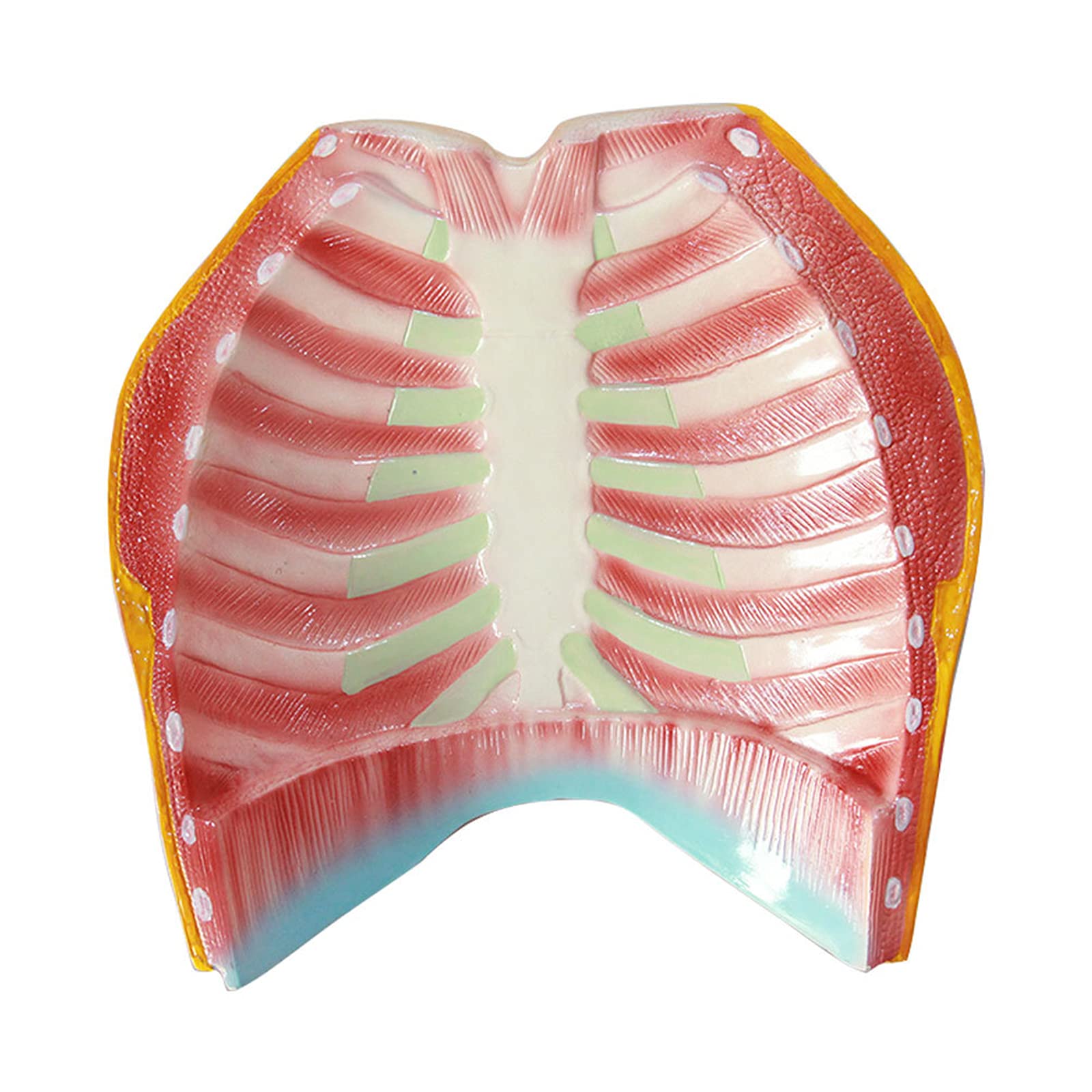 Anatomiemodelle, Anatomisches Modell der menschlichen Anatomie, Brustmodell aus PVC