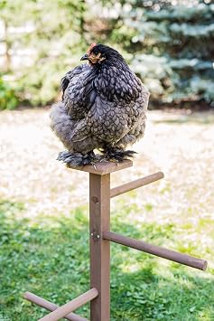 Play-N-Roost Single Nesting Perch