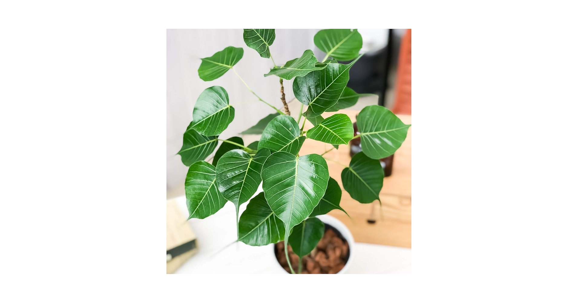 ☆ インドボダイジュ 160cm♪ フィカス•レジリオーサ♪ Amazon.co.jp: PLANCHU 観葉植物 フィカス レリジオーサ 5号鉢