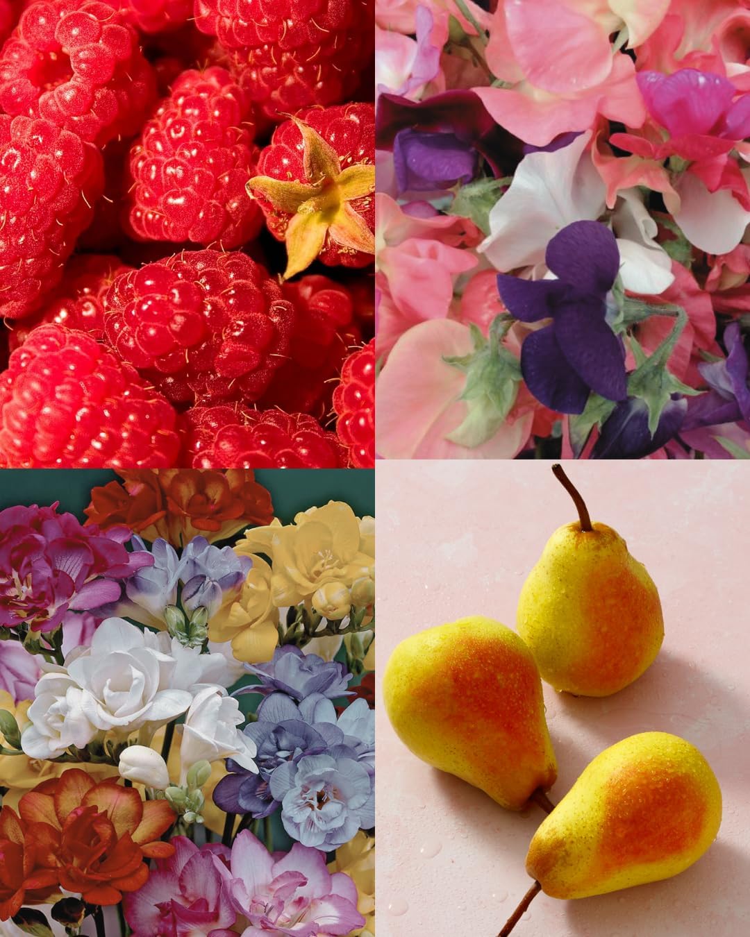 Scented Candle Variety Set of 3 | Sweet Pea, Watermelon & Sugar, Exotic Fruits - Soy Candles, 3 Pack for Home, Aromatherapy, Office, Gifts for Him & Her | 150+ Hours Burn Time