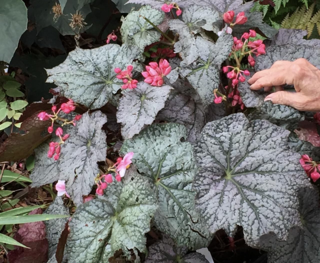 Begonia Neon Moon| Houseplant | Plug Plant