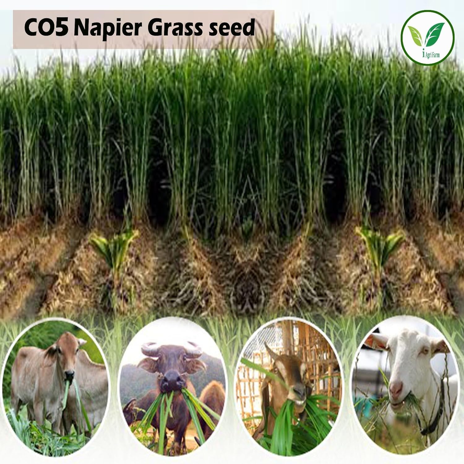 Napier Grass Seed - Goat, Cow, Livestock Feed -6