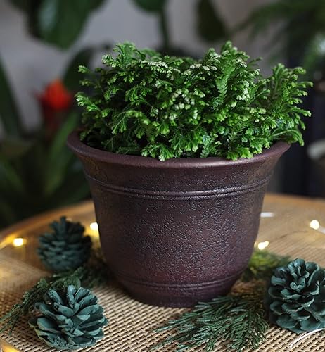 Miniatura 120 de The HC Companies Sierra - Maceta redonda de riego automático, maceta de plástico ligera para hierbas y más, macetas duraderas para plantas de Bronce