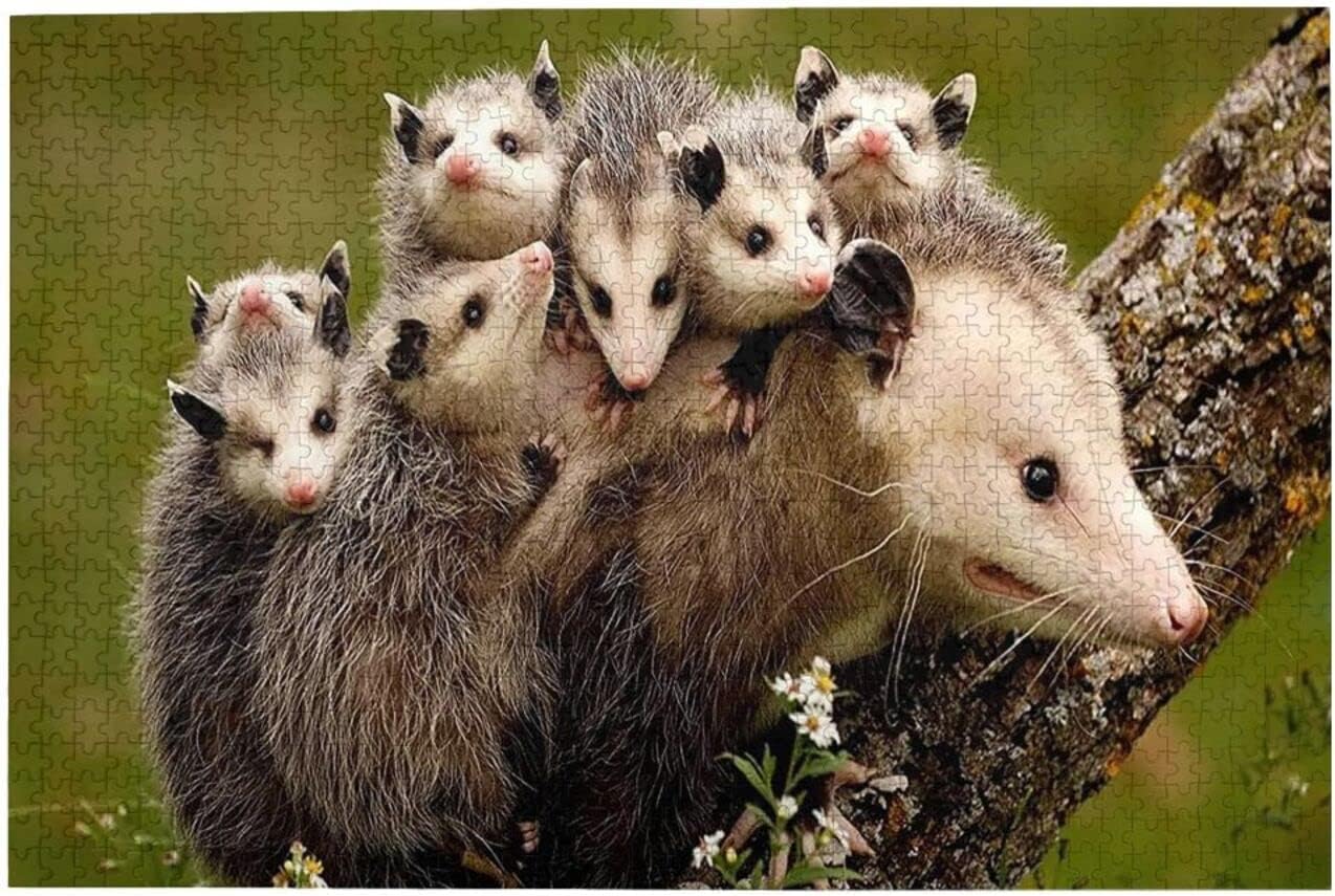 Jigsaw Puzzles for Adults 1000 Piece - Opossum Family Animal Puzzle- Wooden Puzzles Wall Art Decor DIY Leisure Game Preschool Toys Best Gift for Adults Teens