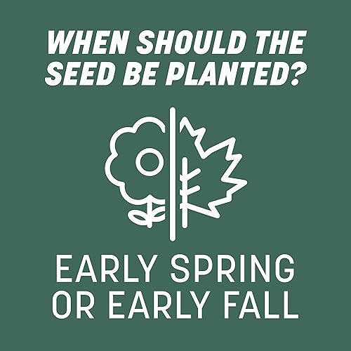 Miniatura 9 de Pennington Kentucky 31 - Semilla de hierba con forma de festuca alta, 7 libras