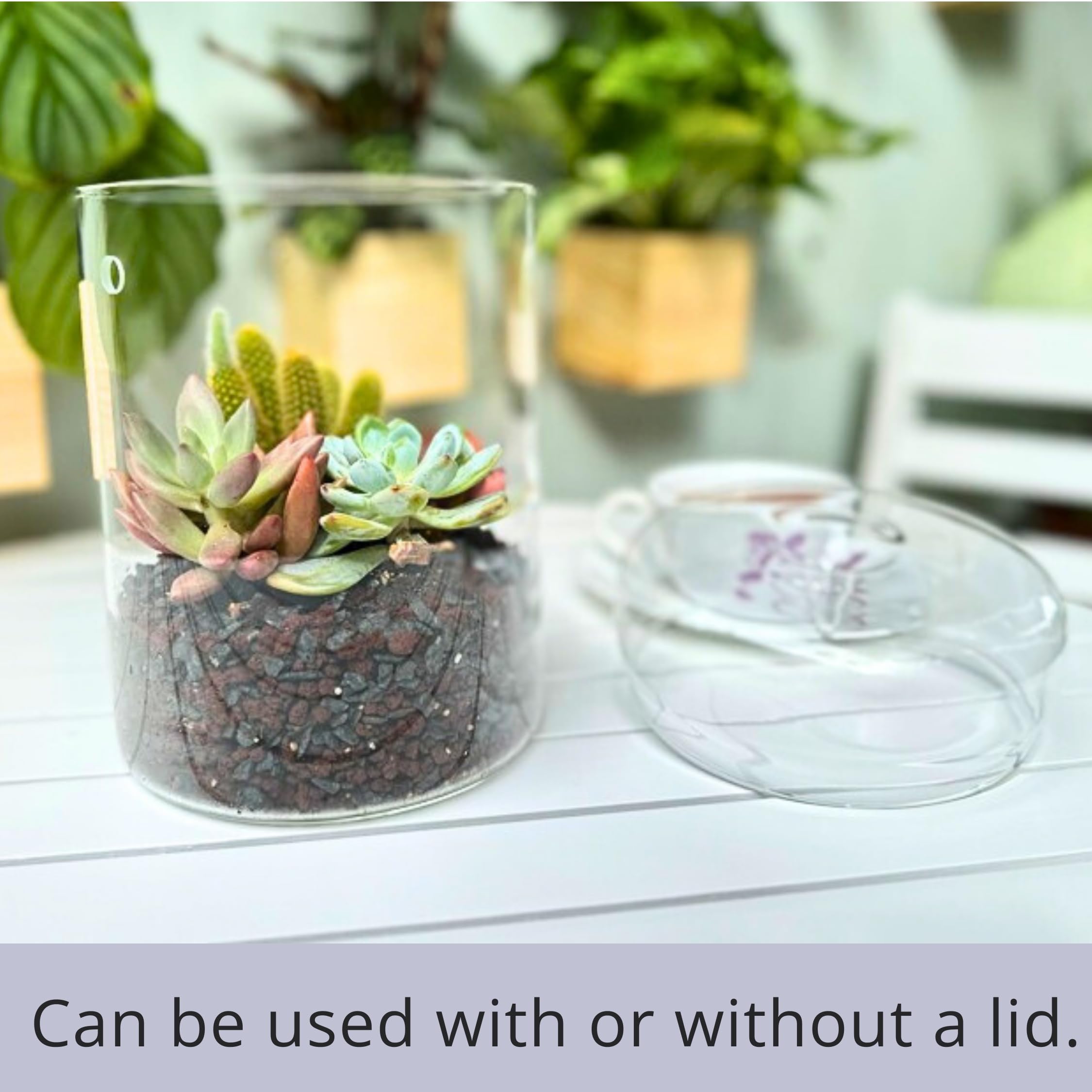 LaLaGreen - Maceta de cristal para terrario (6 x 9 pulgadas), luces de crecimiento suculentas para plantas de interior, soporte para plantas de aire, pequeño reptil, cactus, mini helecho, jardín,