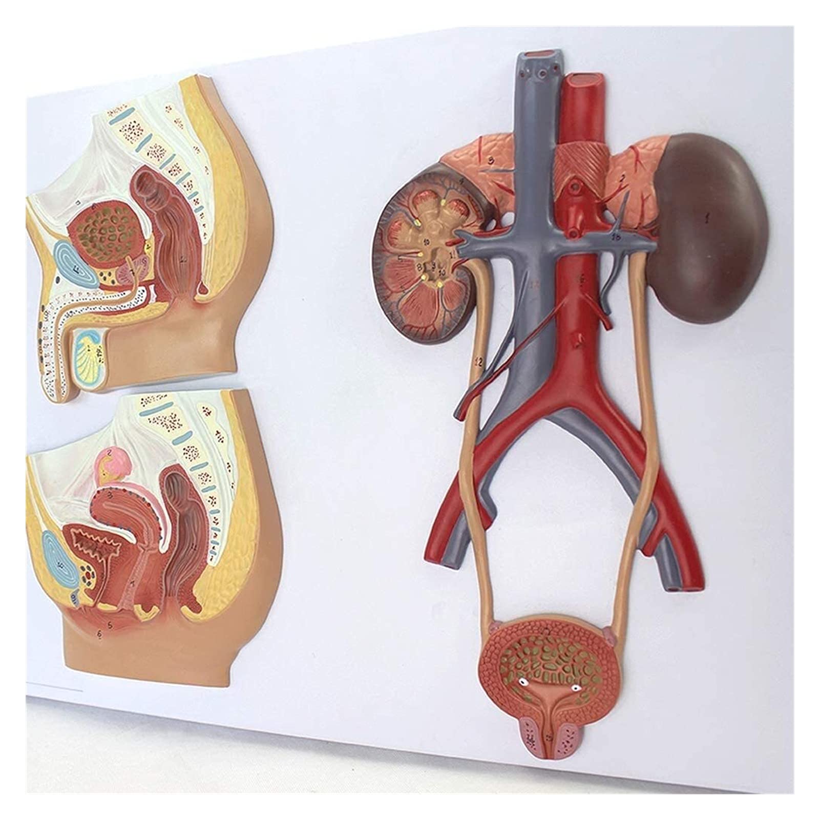 Model badawczy Model anatomii człowieka Model nauczania medycznego Model męskiego i żeńskiego układu moczowo-płciowego do pomocy dydaktycznych narzędzie