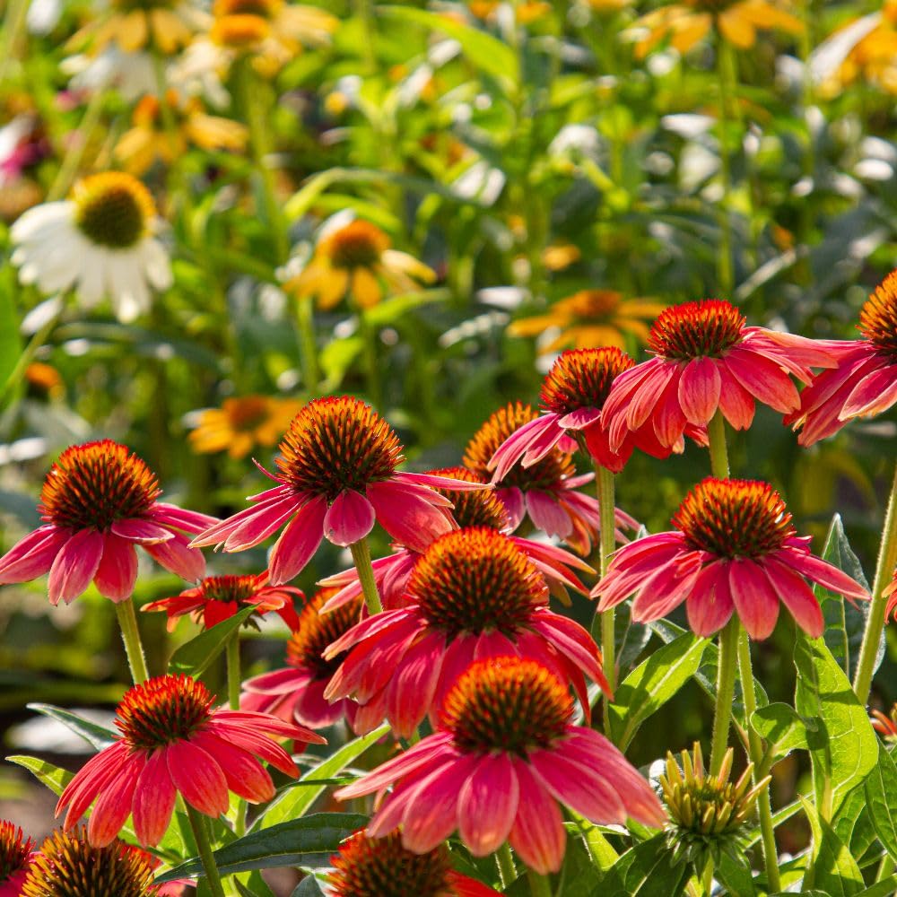 Echinacea Red Coneflower Seed Packet - Vibrant Red Blooms for Summer Gardens, Attracts Pollinators, Long-Lasting Cut Flowers, Hardy Perennial - Thompson & Morgan