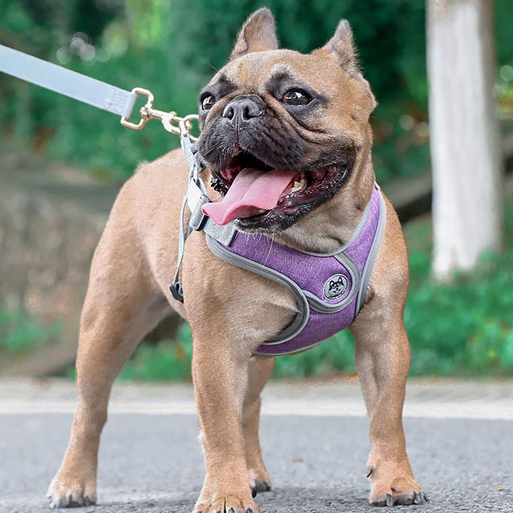 Atmungsaktives Hundegeschirr Mit Leine & Kotbeutelhalter – Verstellbar, Reflektierend, Größe L Für Kleine Hunde