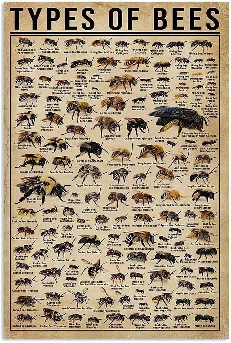 Bee Knowledge Metal Tin Sign Types Of Bees Funny Poster School Education Farm Garden Bathroom Living Room Kitchen Home Art Wall Decoration Plaque Gift