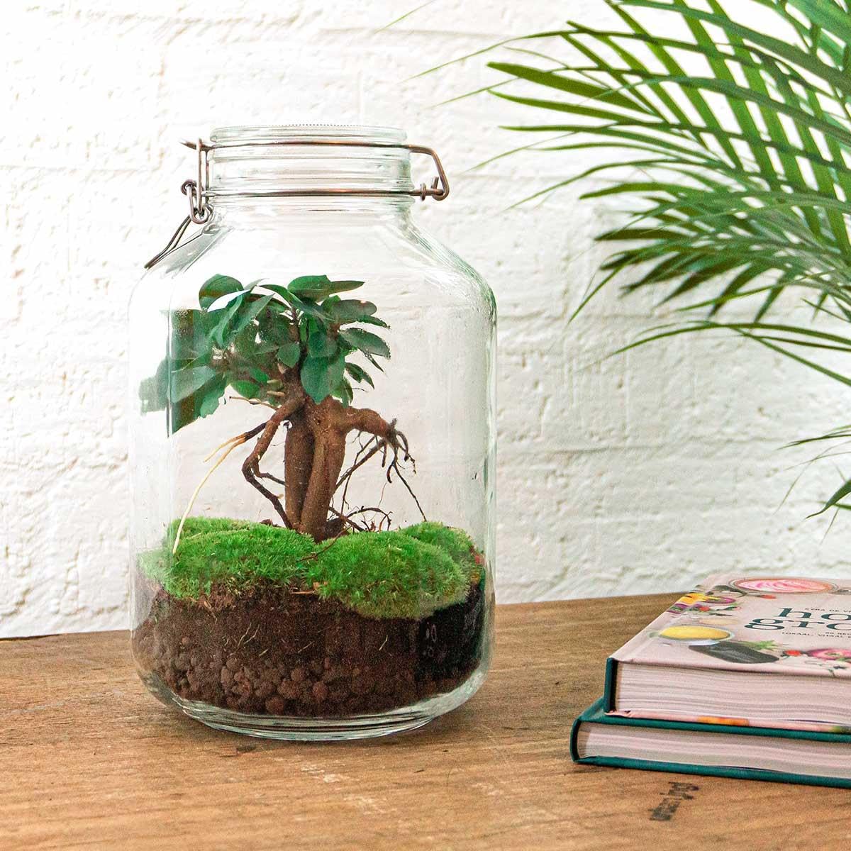 Terrario DIY de Cristal para Interior, Verde, 28 cm con Ficus Ginseng