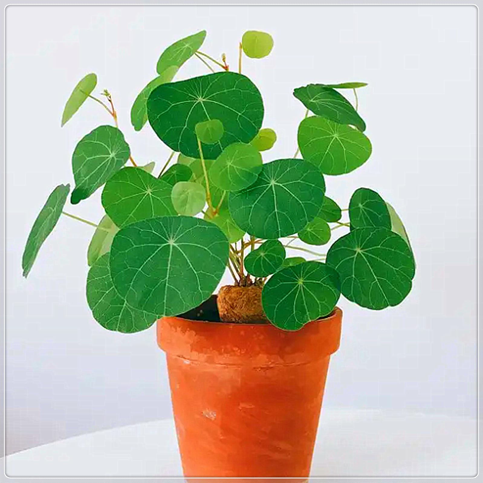 Stephania-Pflanze, Im Topf Oder Auf Der Terrasse,KletterpflanzeStabile,  Stephanotis, Winterhart Mehrjhrig,Dekorativ,Winterharte Staude,Stephania  Erecta Knolle-3zwiebeln-C : Amazon.de: Garten