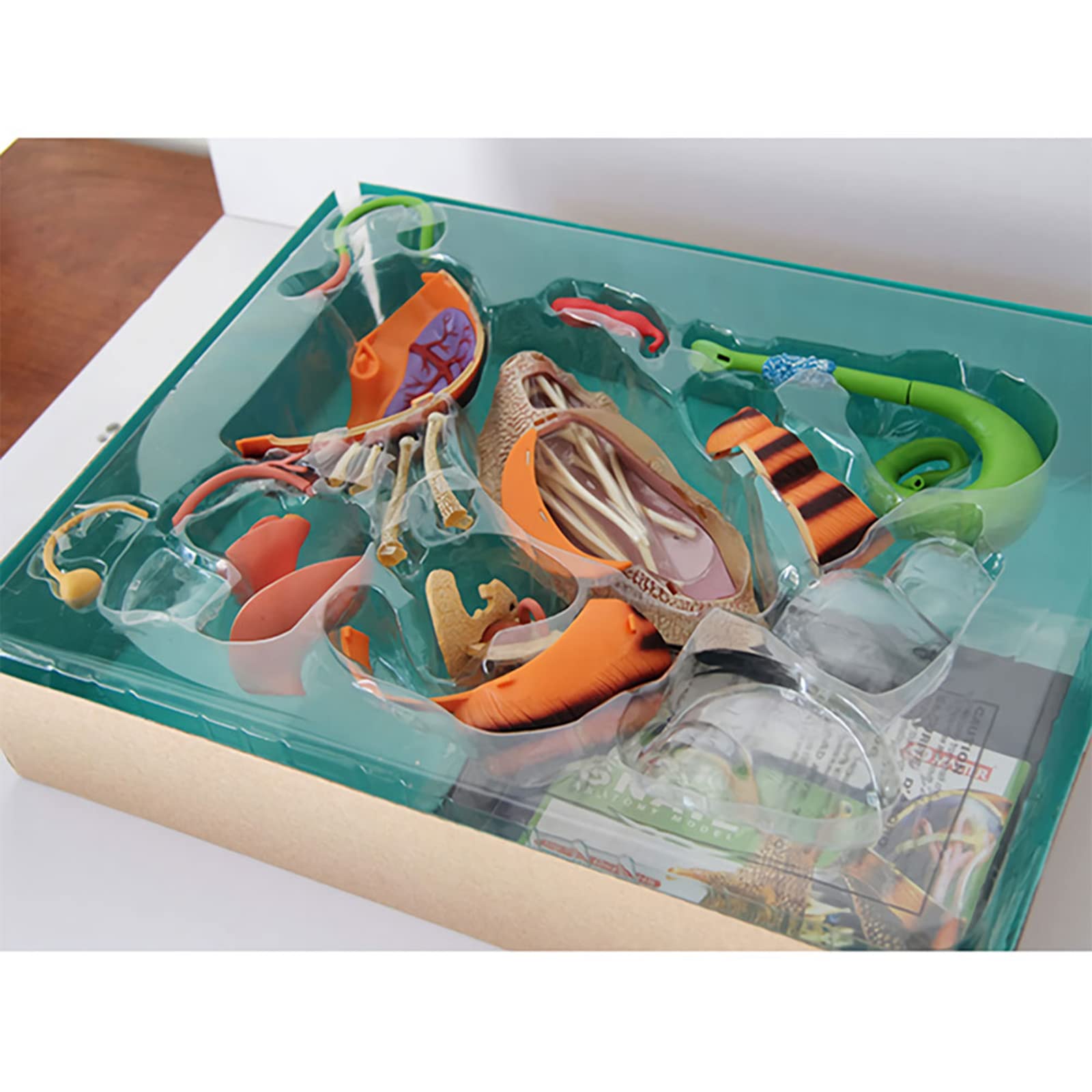 NVYAZJ Simulation Snail Anatomy Model, 4D Visual Snails Anatomy