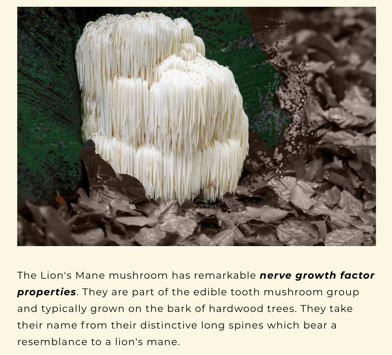 Nerve Growth Factor (Full Spectrum Lion's Mane & Rhodiola) 60 x 500mg Natural Brain Supplement