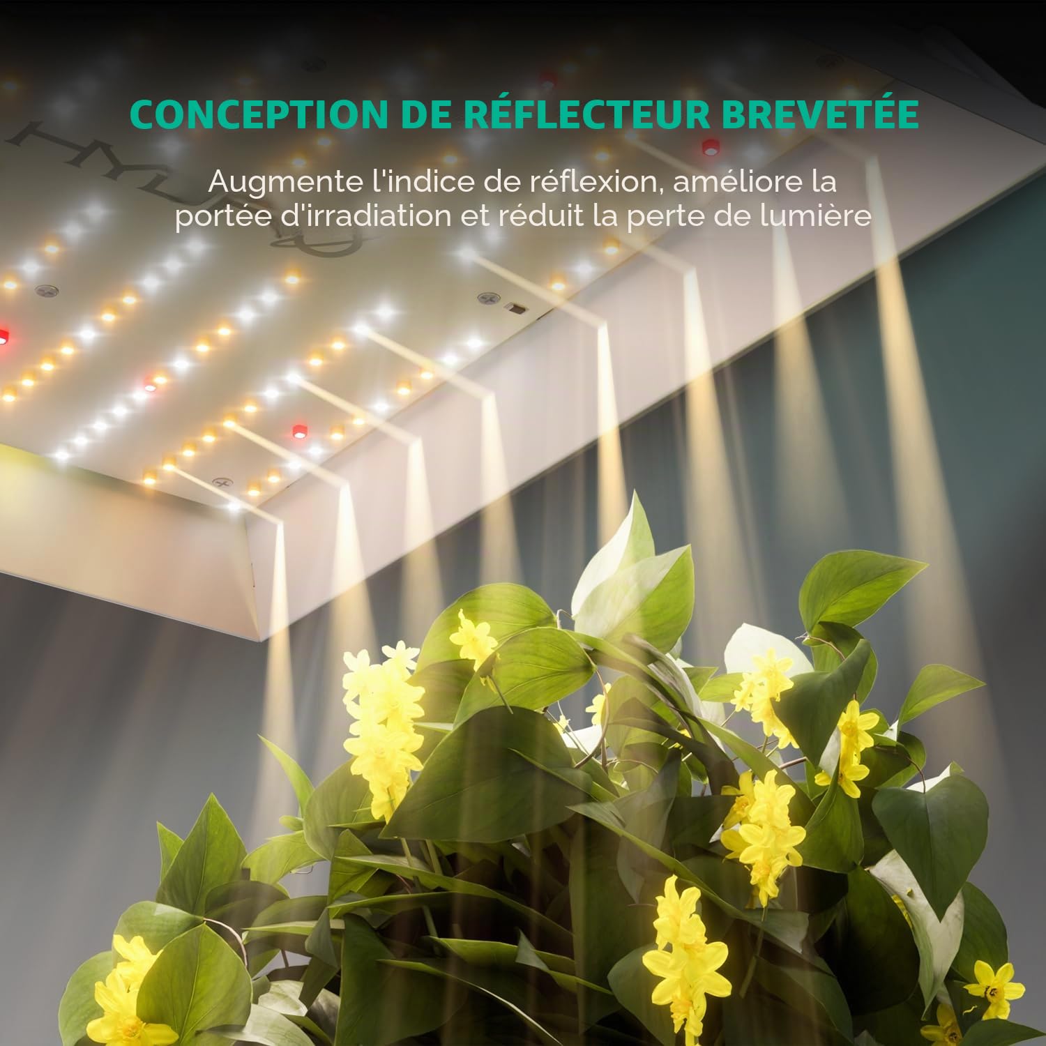 MARSHYDRO TSL Lampe de culture à 2000 LED 90 x 150 cm Spectre complet pour plantes d'intérieur, plantes végétales en floraison avec LED blanche mise à jour Lampes de croissance hydroponique pour