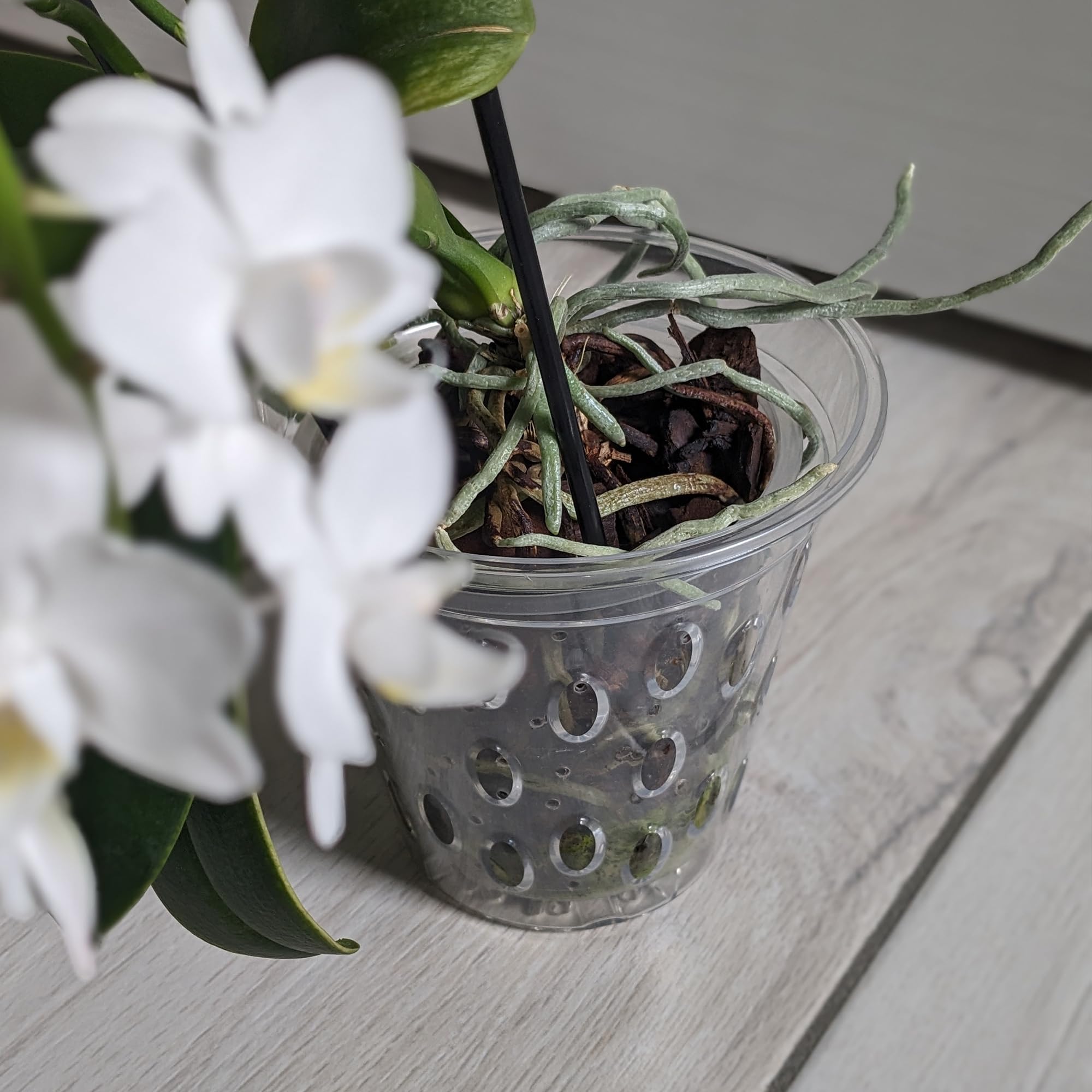 Kalapanta Maceta Transparente para orquídeas con Agujeros y Fondo Elevado - (Ø 14 cm, 5)