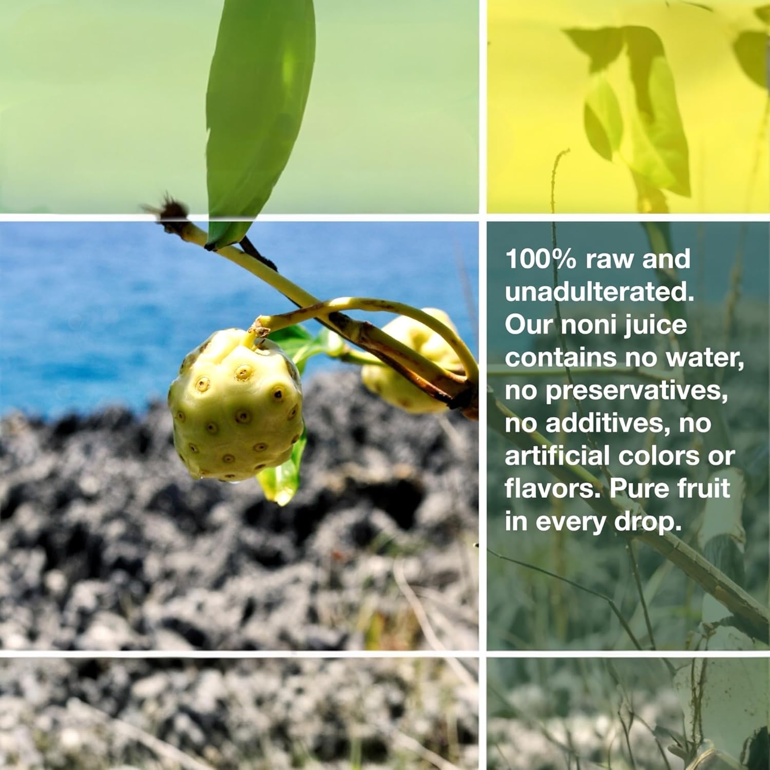 Frutos Pachamama Organic Noni Juice 100% Pure – Raw Ozonated Noni Extract from Dominican Republic | Natural Superfood Drink | Immune Booster & Anti-Inflammatory Support 1 Bottles, 16Oz