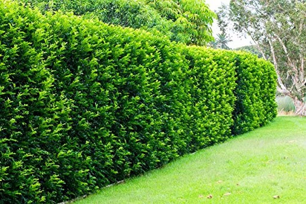 OhhSome Live Exotic Flowering Plant Murraya Paniculata Angiosperms (Flowering Seed Plants) (Dicotyledon) Truly Magnificent Hedge Fragrant Indoor Garden Plant (B09N982F3T) Amazon Price History, Amazon Price Tracker