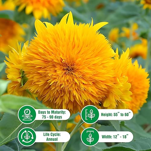 Miniatura 3 de Semillas de girasol enano para plantar  Cultiva flores de sol de oso de peluche en tu jardín  25 semillas de reliquia sin OMG  Instrucciones