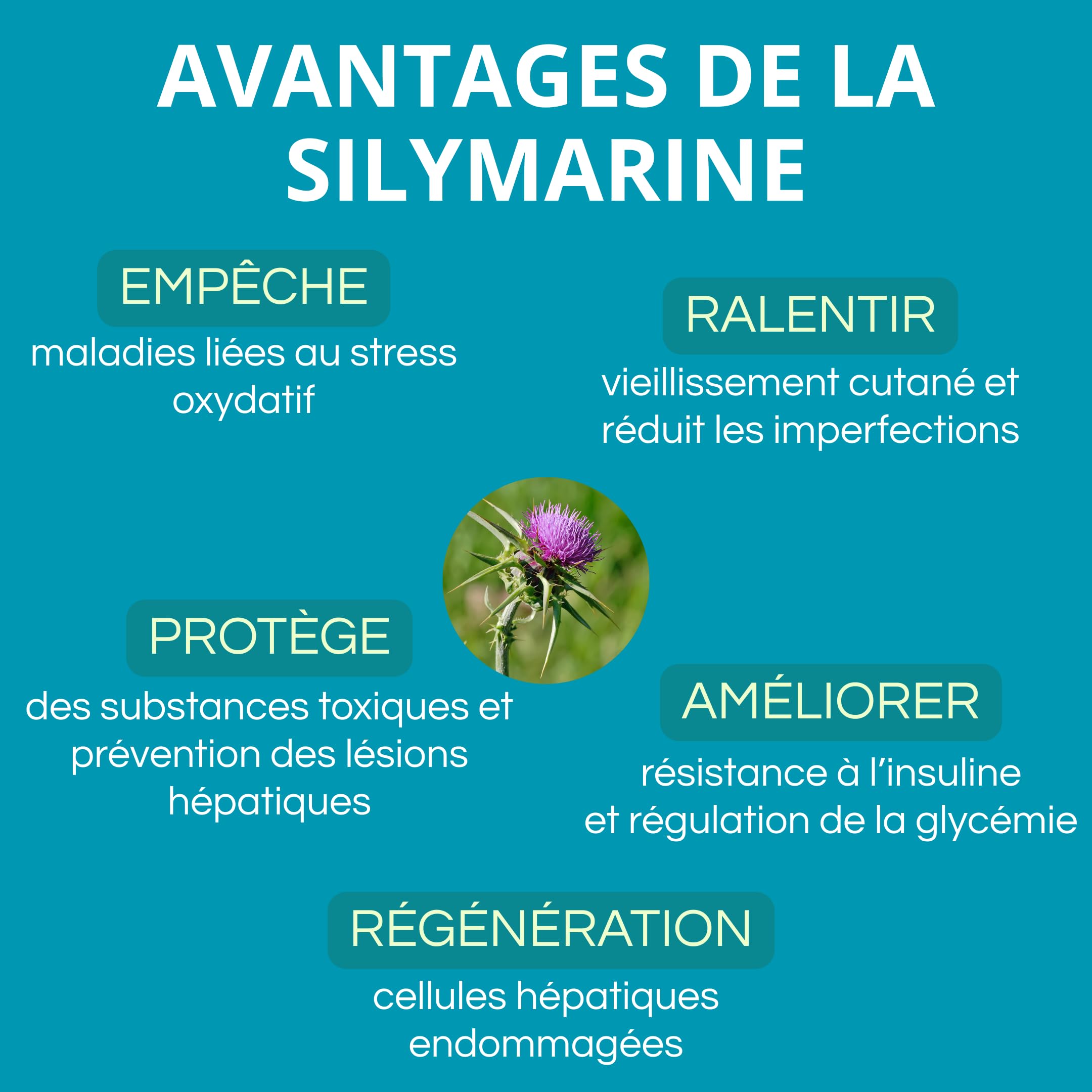 Berbérine 500 mg avec silymarine, poivre noir, chardon-Marie et chrome | 1 capsule par jour. Cure de 60 jours. Favorise le métabolisme et la détoxification de l’organisme – Action antioxydante