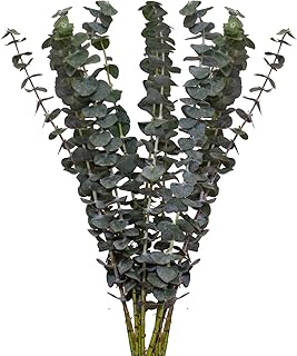 Farm Fresh Baby Blue Eucalyptus Greens - 50 stems