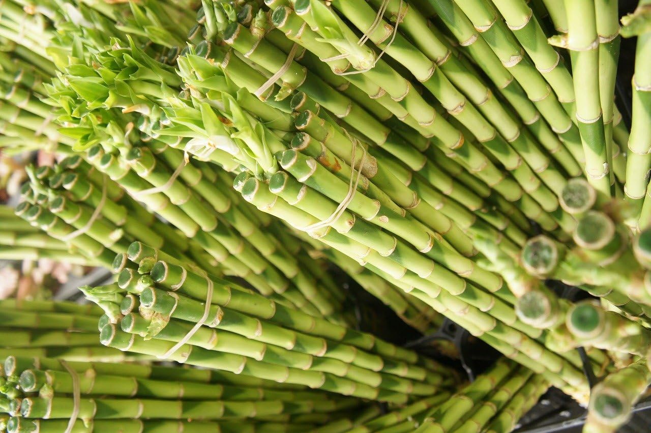 ハイドロカルチャー苗 ミリオンバンブー１０本セット 新鮮な苗を農家直送でお届けします 鉢 Amazon