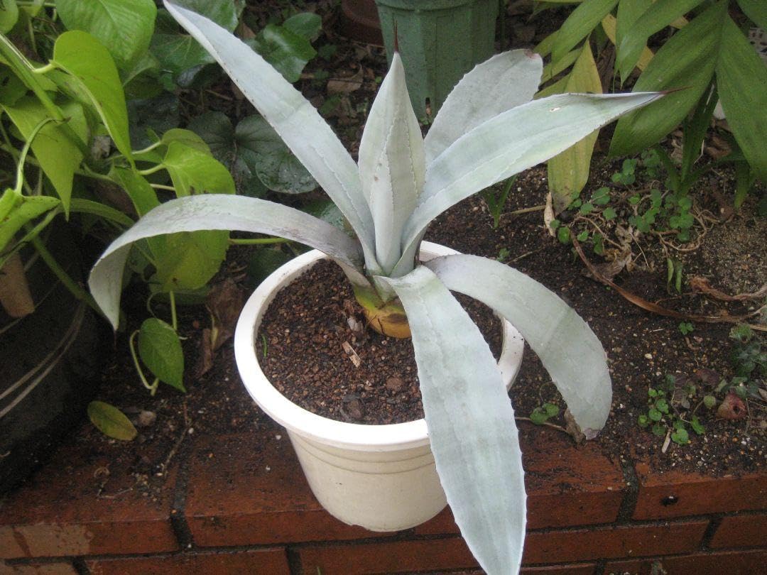 アガベ フランゾシニー錦 ソートゥース 約50cm 親株 フランゾシニー