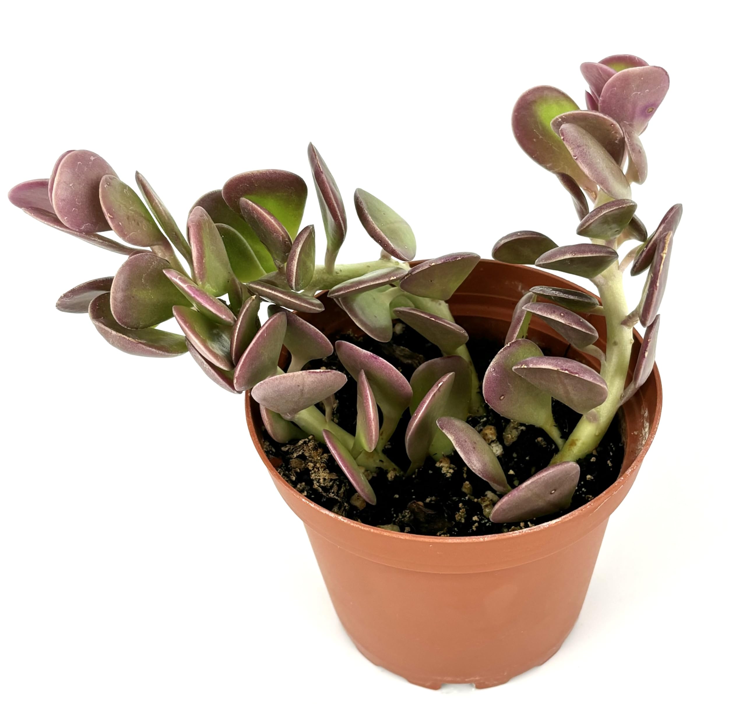 dracaena arborea Dracaena 'Tornado' | Indoor Plant | Tropical Plant | Potted Plant