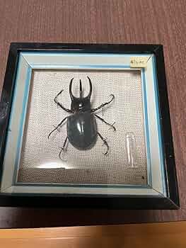 Amazon.co.jp: コーカサスオオカブト 標本 : おもちゃ