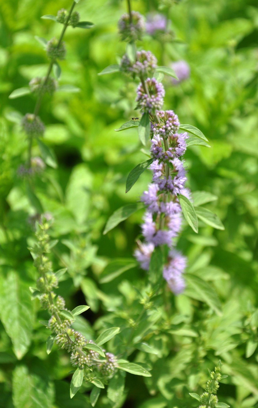 Tulsi wides Basilikum Ocimum canum 150 Samen, image size:1097x1732