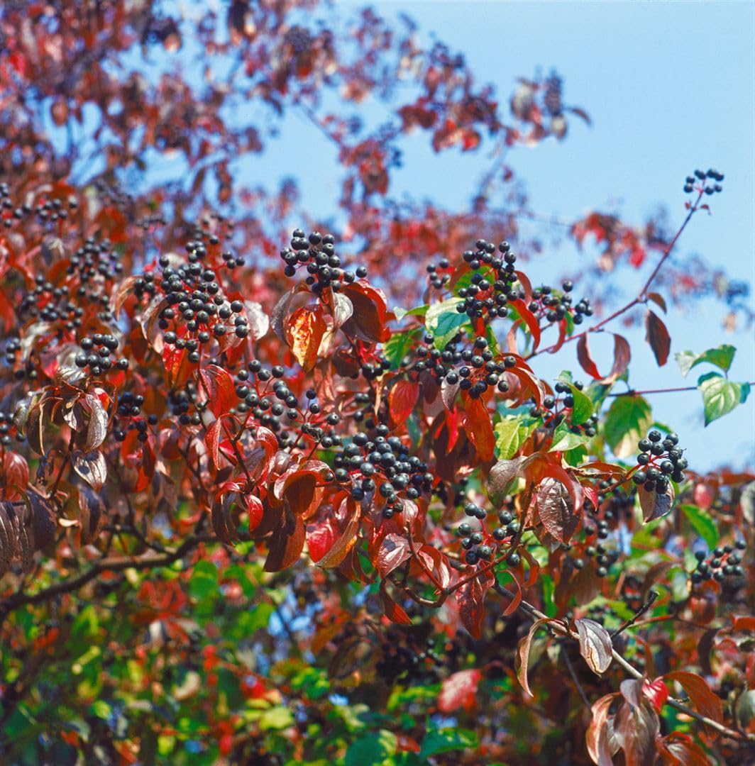Roter Hartriegel Cornus sanguinea 125-150 cm Heckenpflanze winterhart