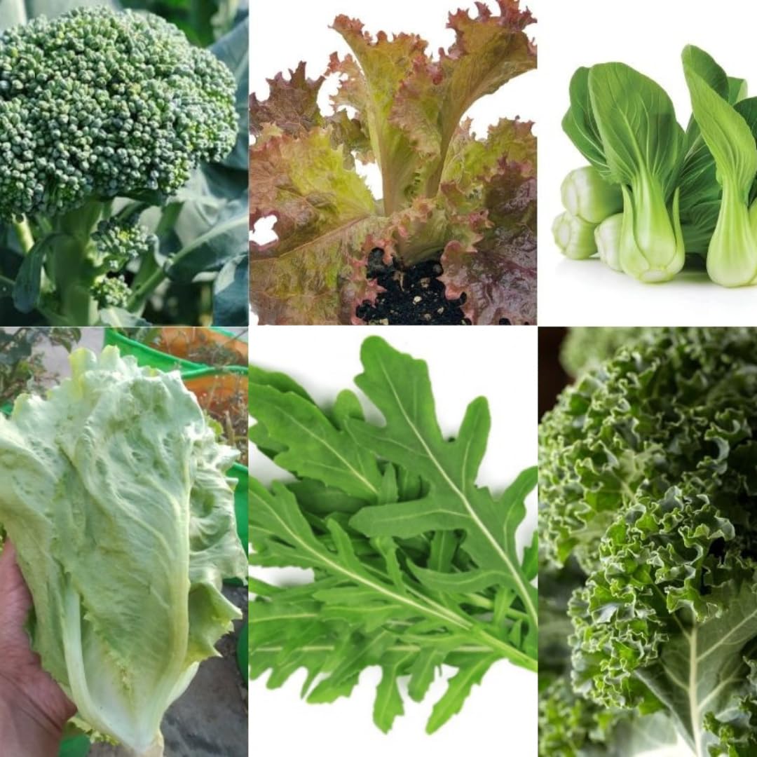 Exotic vegetable seeds kit (Broccoli, Lettuce, Bok Choi, Rocket Arugula, Curly kale Seeds) Pack of 6 With Instruction Manual | 3000+ seeds With More than 70% Germination) And Instruction Manual