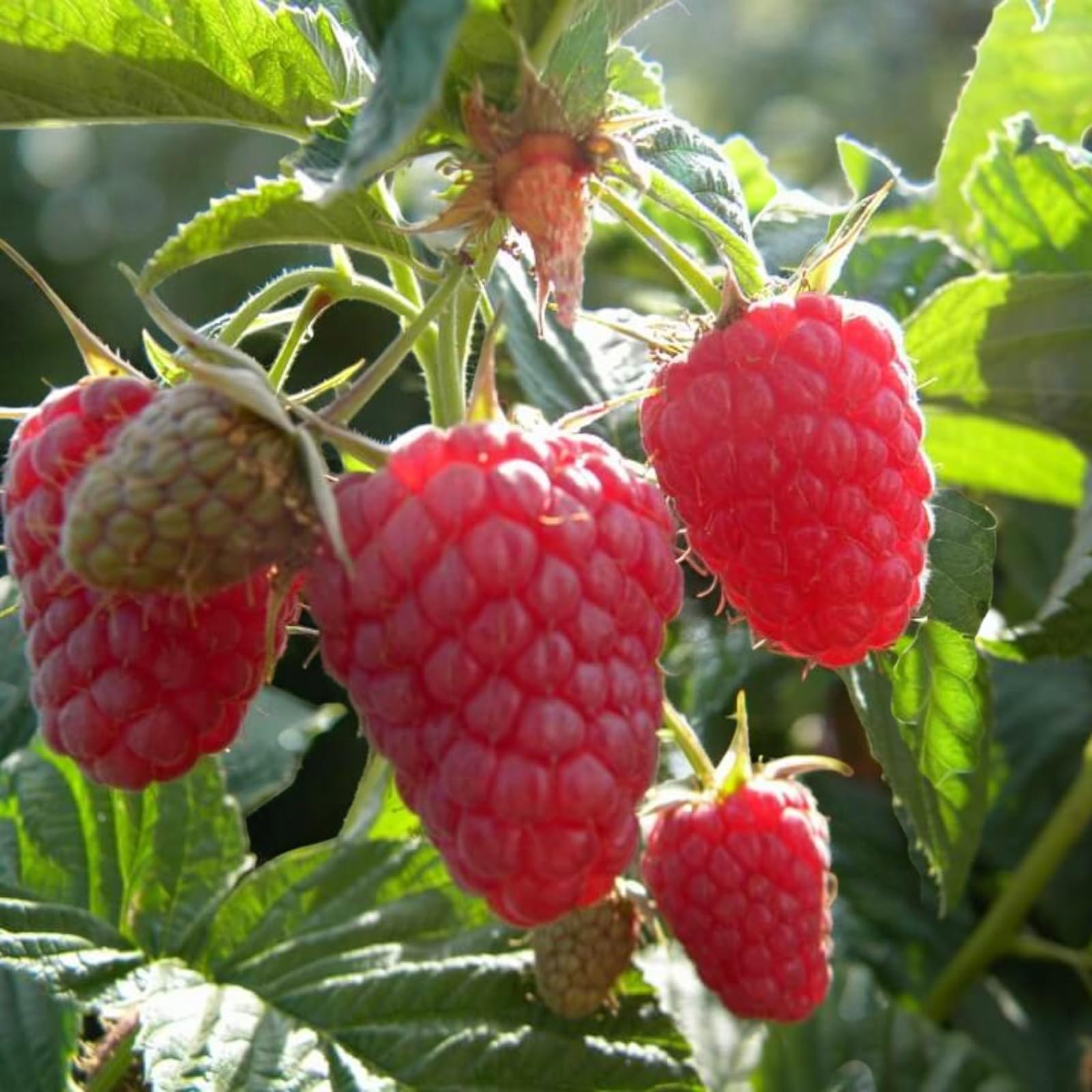 Carbeth Plants Raspberry Fruit Plant in 9cm Pot - Choose Your Variety - Easy Grow Fruit Bush for Gardens & Allotments (Autumn Bliss, 1)
