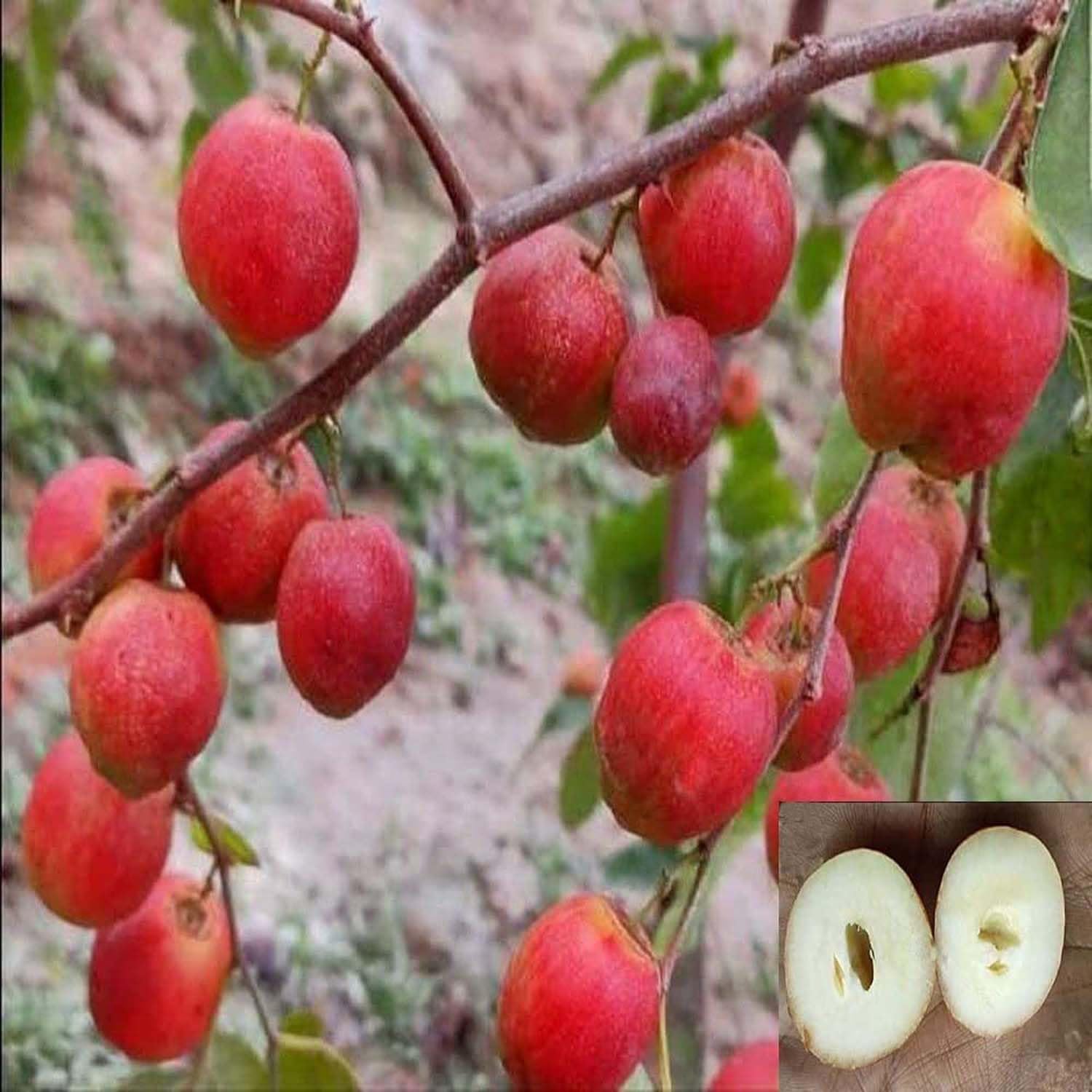 IXORA Jujube Seedless Apple Ber Kul Variety variety Grafted Fruit Live Plants & Tree (1-2 Feet Size) (B0C6ZP7J6B) Amazon Price History, Amazon Price Tracker