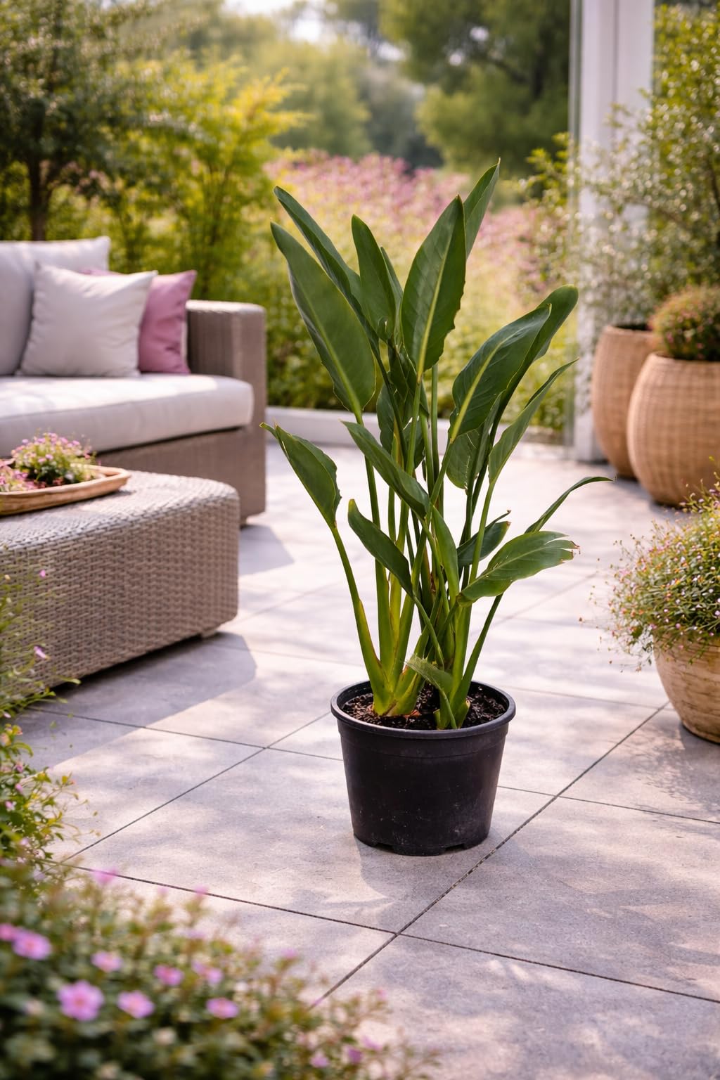Strelitzia reginae 80–100 cm – Paradiesvogelblume, exotische Zimmerpflanze, 2–3 Pflanzen im Topf, 5–6 Jahre alt, pflegeleicht, dekorativ für Wohnzimmer, Büro & Wintergarten